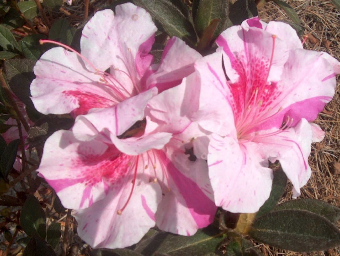 Rhododendron 'Autumn Twist' / Rhododendron 'Autumn Twist'