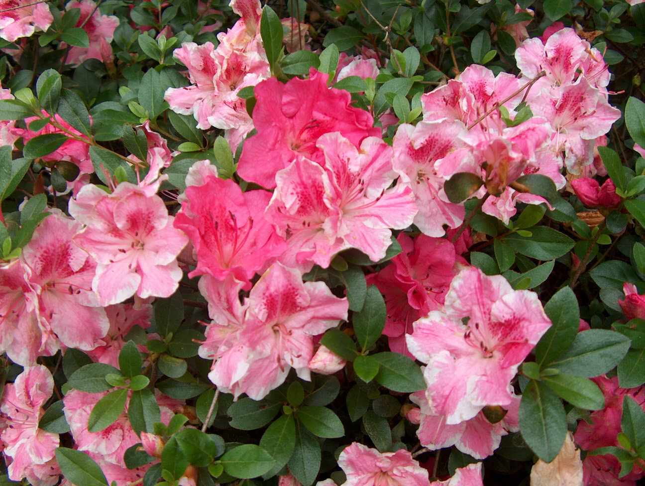 Rhododendron 'Conversation Piece' / Conversation Piece Azalea