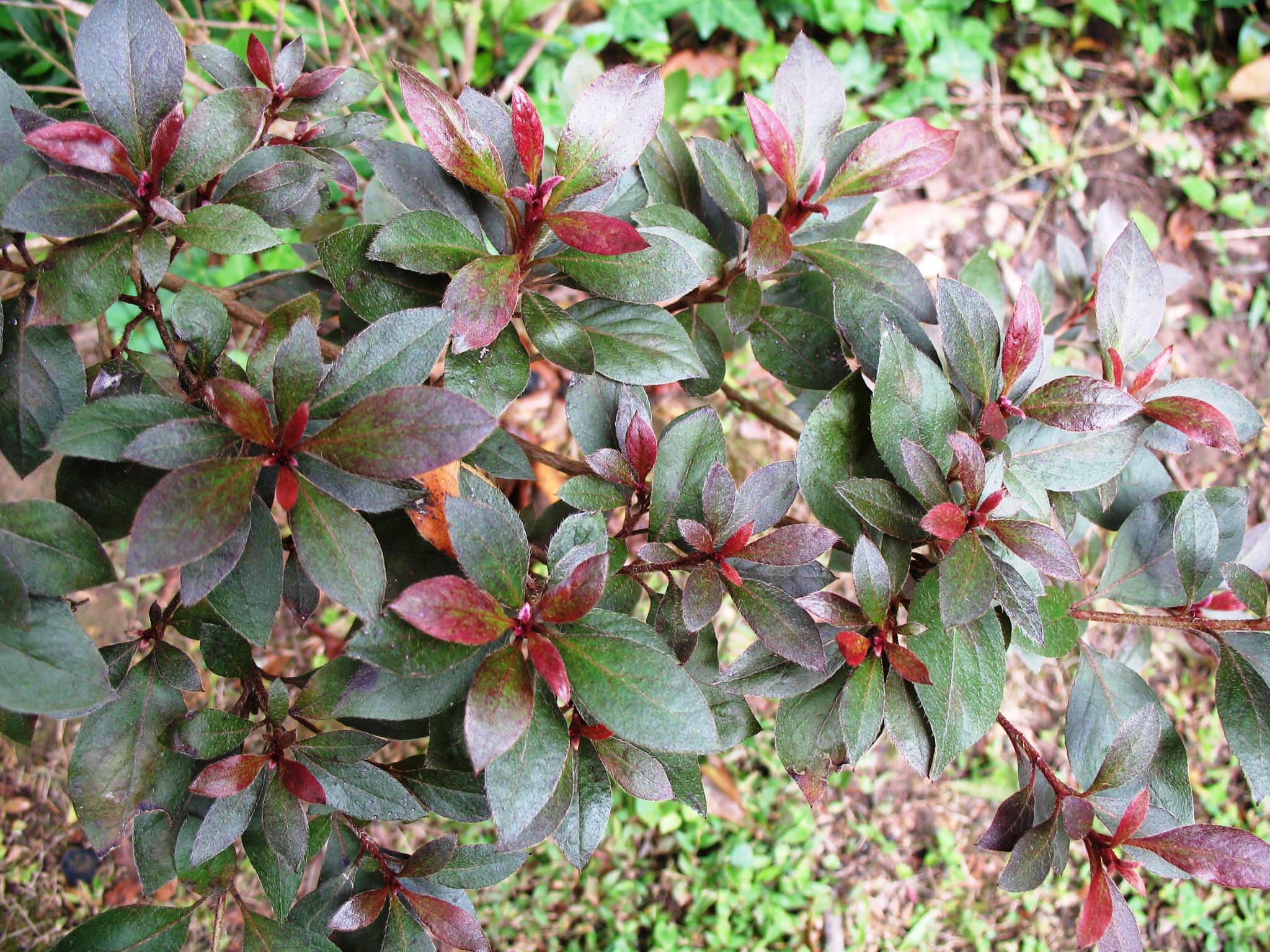 Rhododendron 'Crimson Majesty'  / Rhododendron 'Crimson Majesty' 