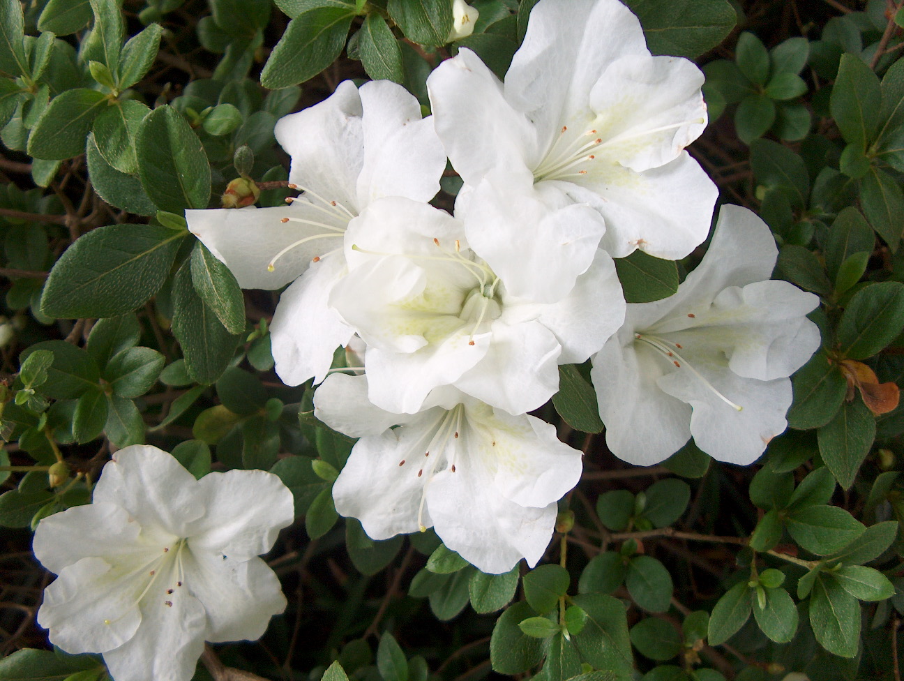 Rhododendron 'Dorothy Rees'  / Dorothy Rees Azalea