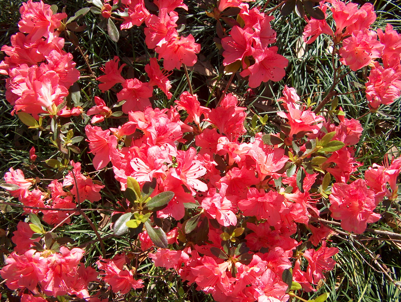 Rhododendron 'Fashion' / Rhododendron 'Fashion'