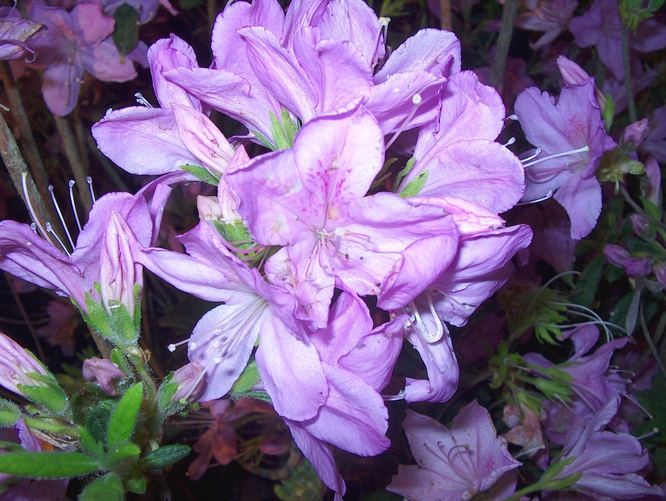 Rhododendron 'Gulf Pride' / Gulf Pride Azalea