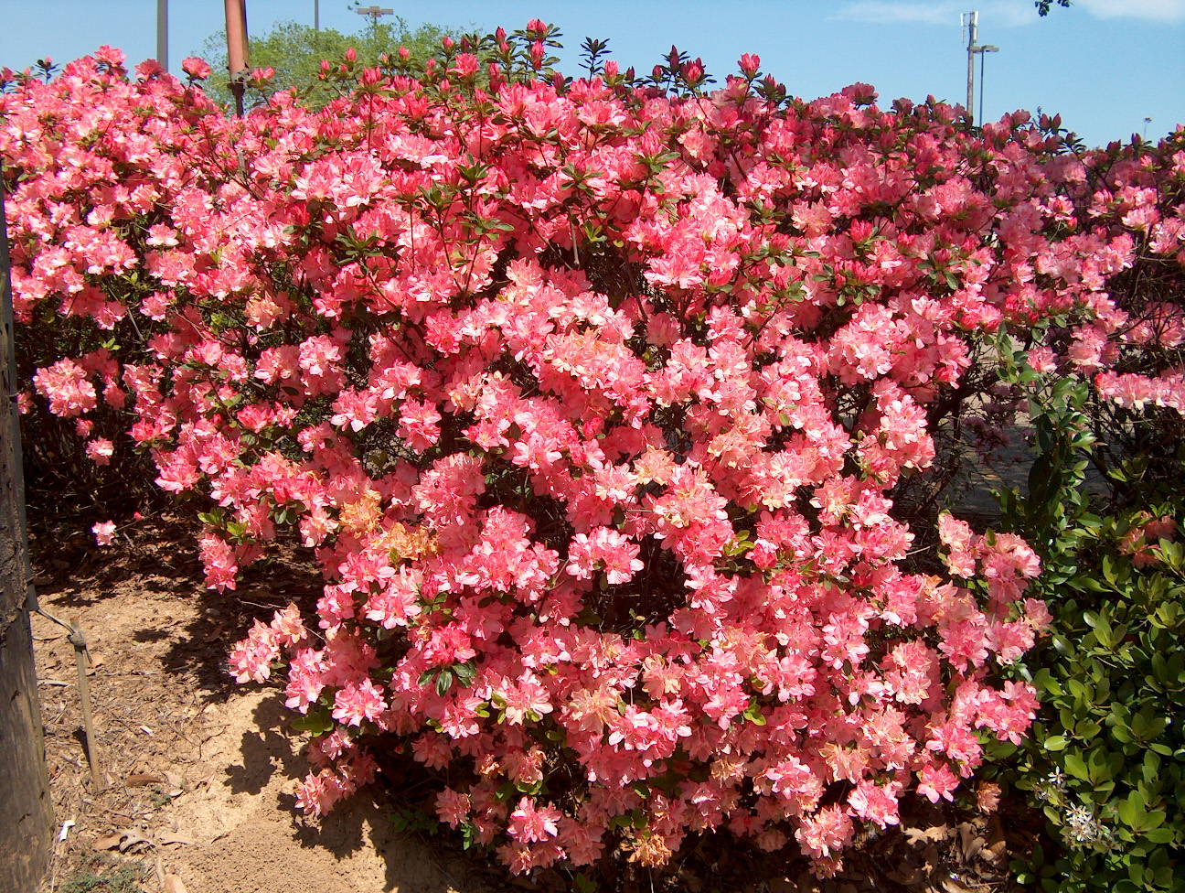 Rhododendron 'Hampton Beauty'  / Hampton Beauty Azalea