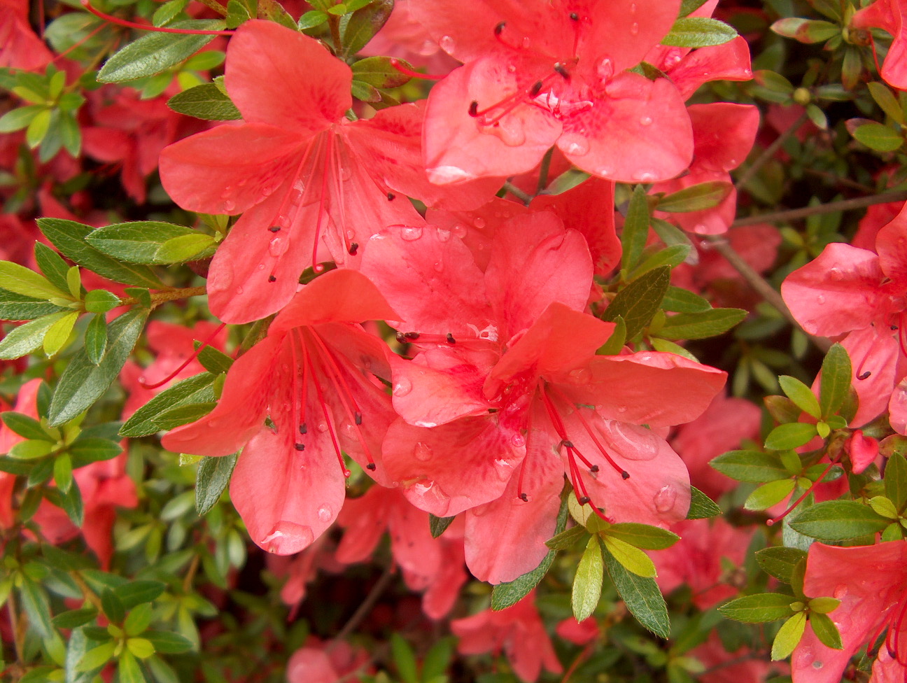 Rhododendron 'Orange Macrantha'  / Orange Macrantha Azalea