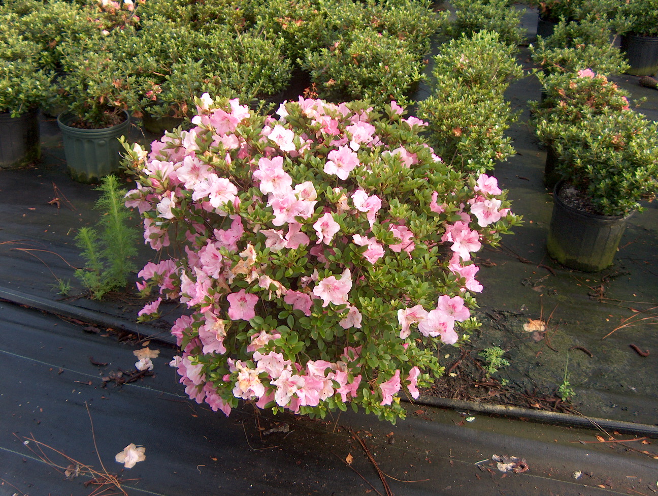 Rhododendron 'Pink Gyokushin'  / Pink Gyokushin Azalea