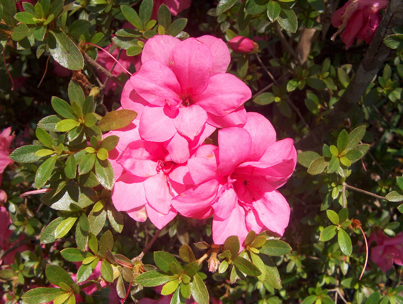 Rhododendron 'Pink Macrantha'  / Pink Macrantha Azalea