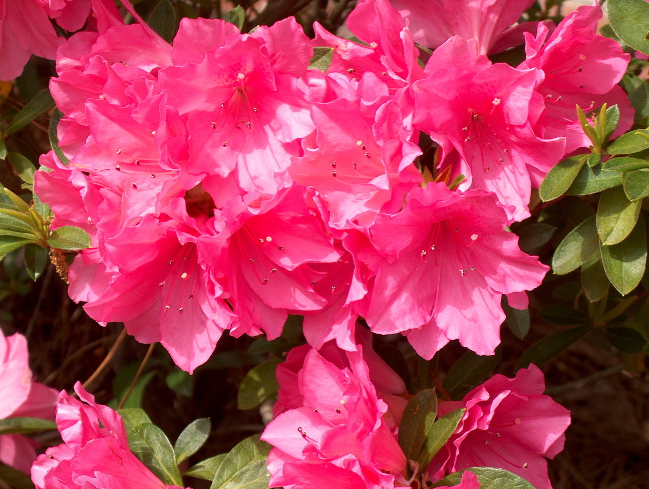 Rhododendron 'Pink Ruffles'  / Rhododendron 'Pink Ruffles' 