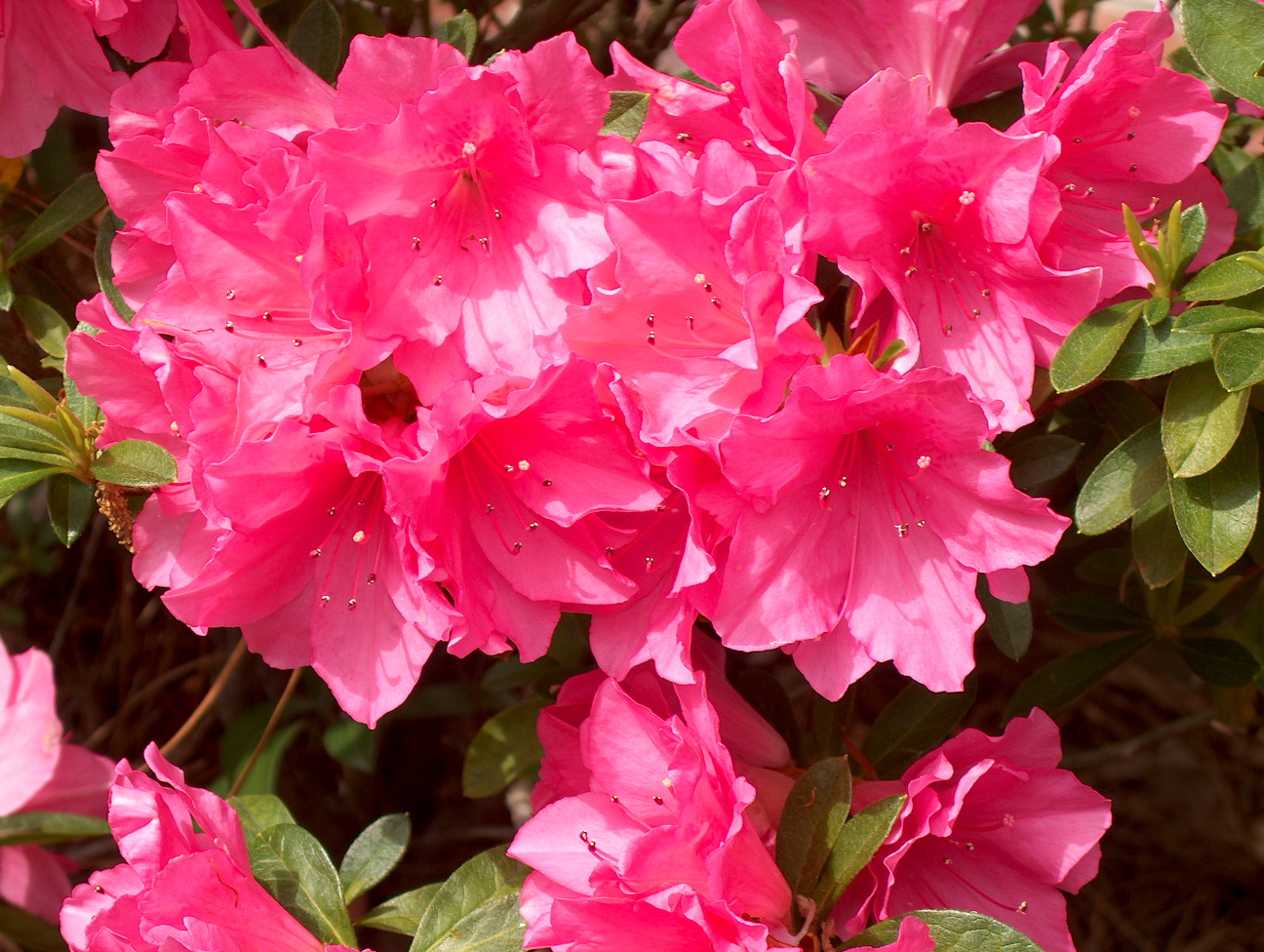 AZALEA pink ruffles - Covingtons