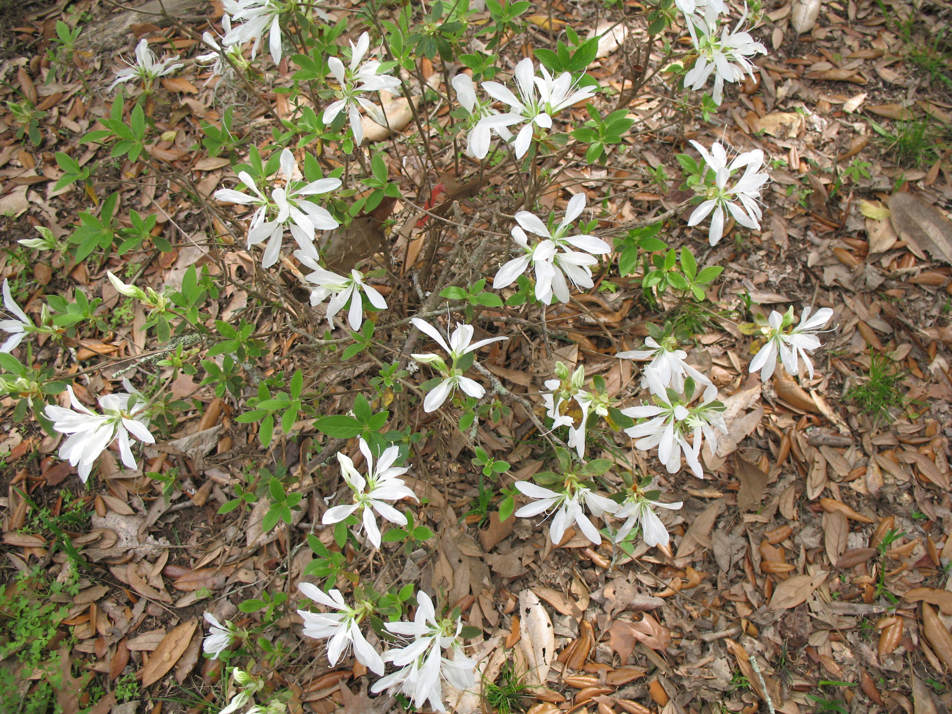 Rhododendron 'Primitive'  / Primitive Azalea