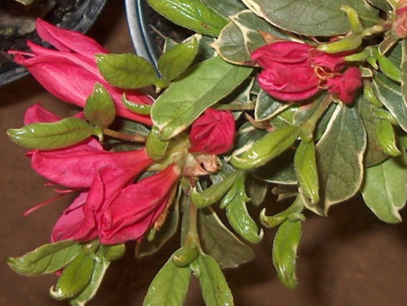 Rhododendron 'Red Luster' / Red Luster Azalea