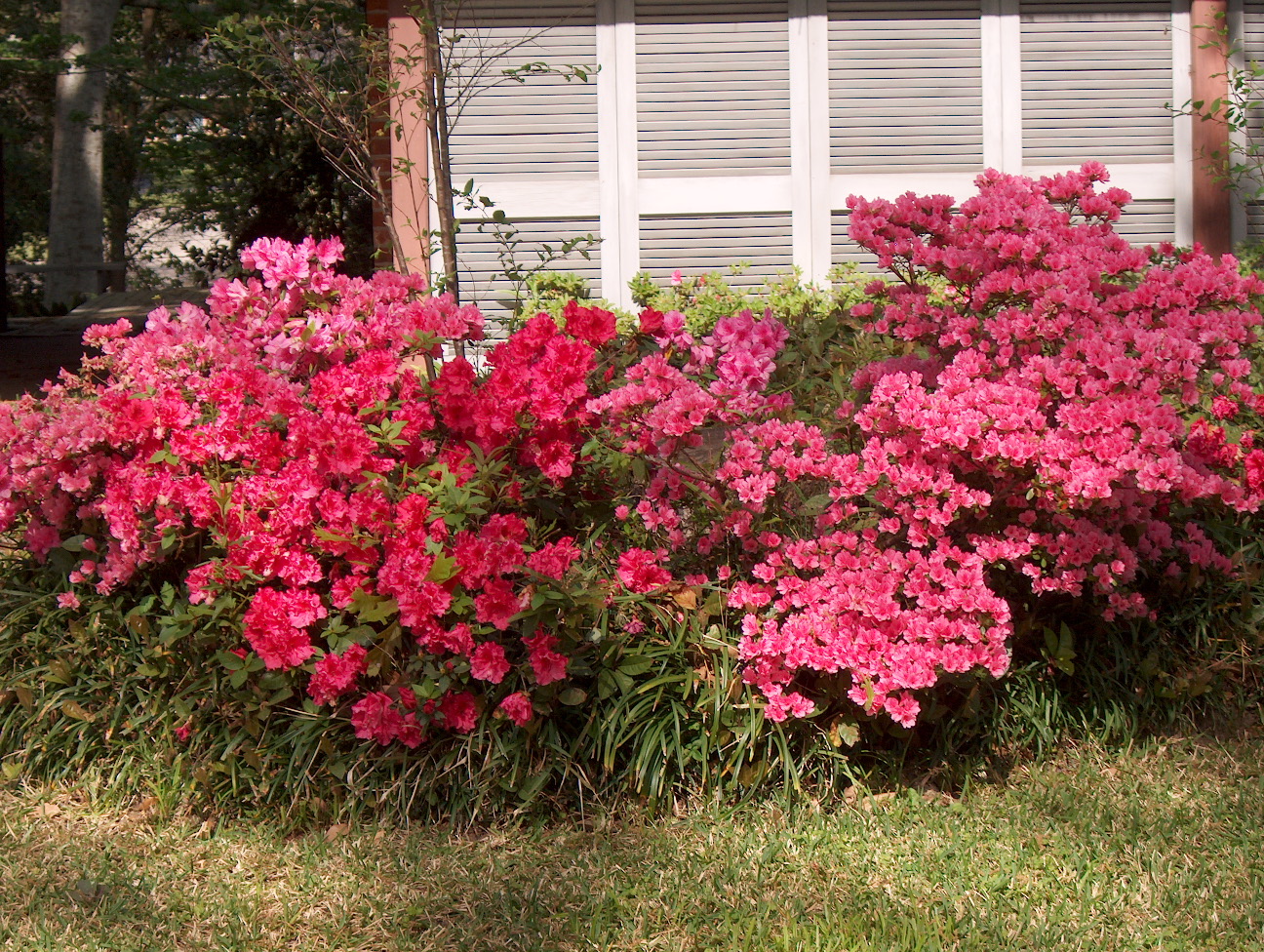 Rhododendron 'Red Ruffles'  / Rhododendron 'Red Ruffles' 