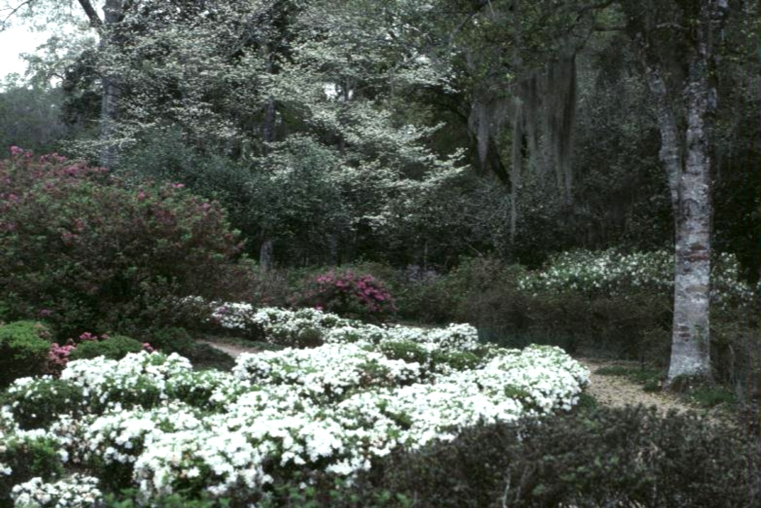 Rhododendron 'Snow'  / Snow Azalea