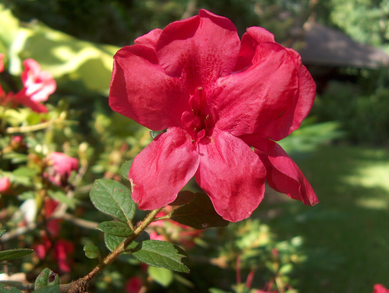 Rhododendron 'Southern Summer Rose'  / Southern Summer Rose Azalea