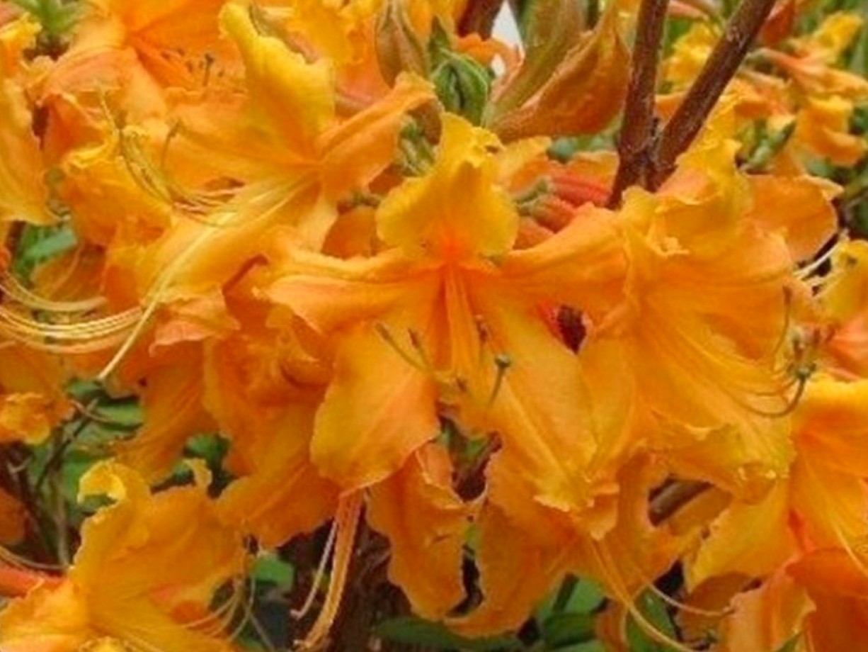Rhododendron 'Stonewall Jackson' / Stonewall Jackson Azalea