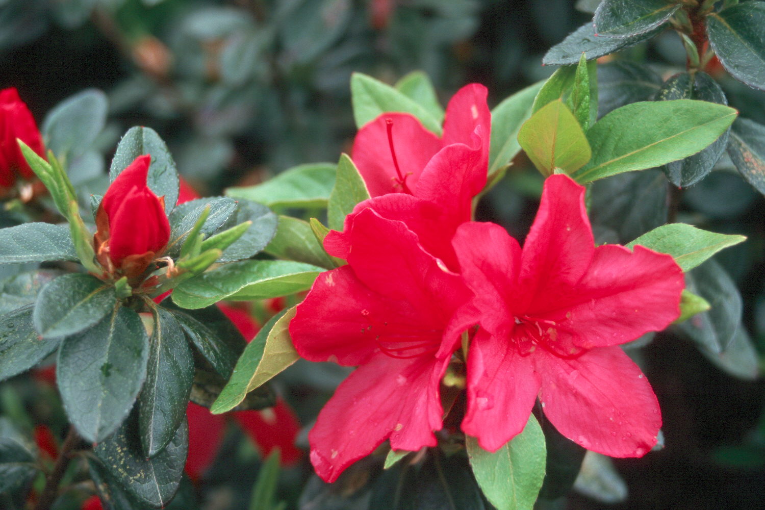 Rhododendron 'Sunglow' / Sunglow Azalea