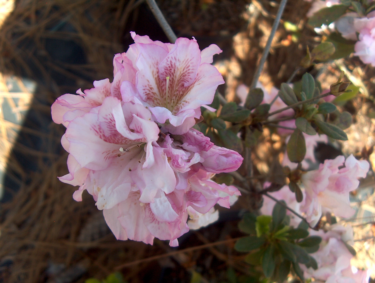 Rhododendron 'Vera Wood '   / Vera Wood Azalea