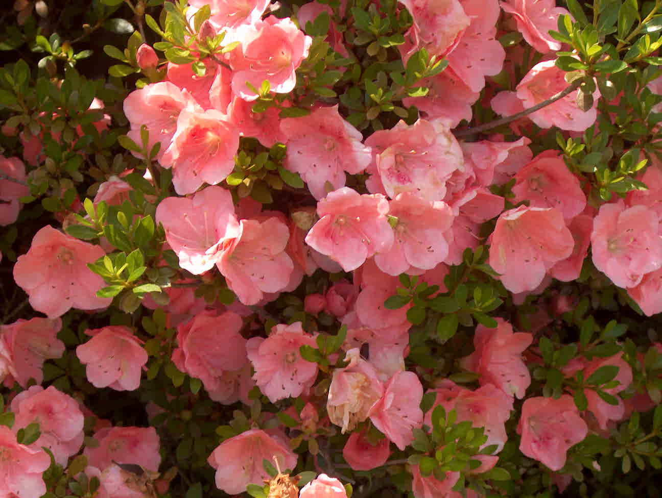 Rhododendron 'Wakaebisu'  / Wakaebisu Azalea