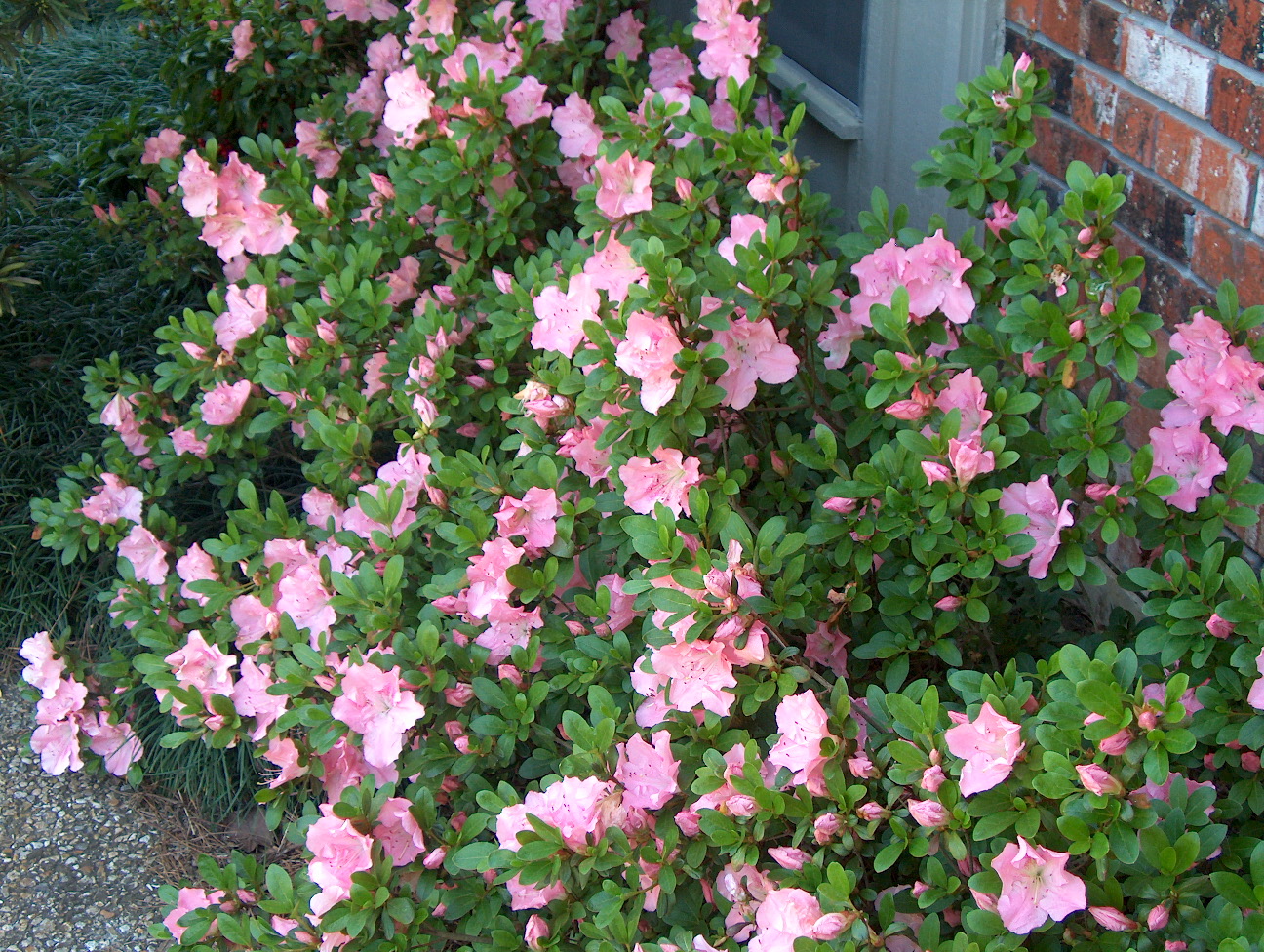 Rhododendron 'Watchet'  / Watchet Azalea