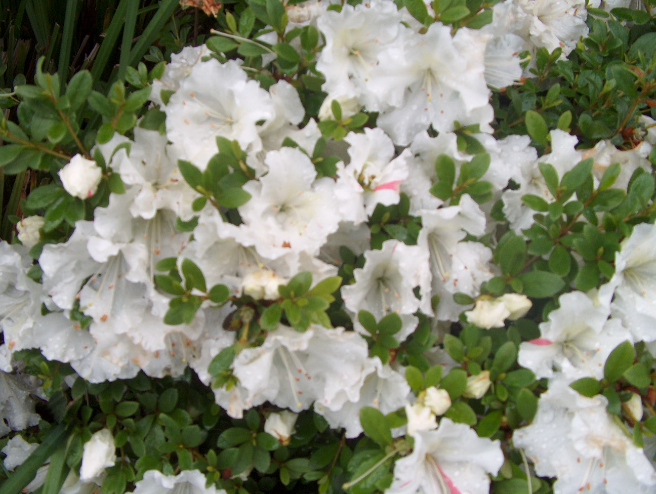 Rhododendron 'White Gumpo'  / White Gumpo Azalea