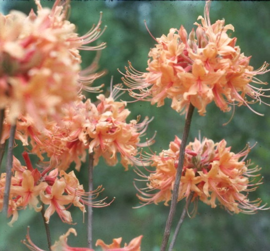 Rhododendron austrinum / Flame Azalea