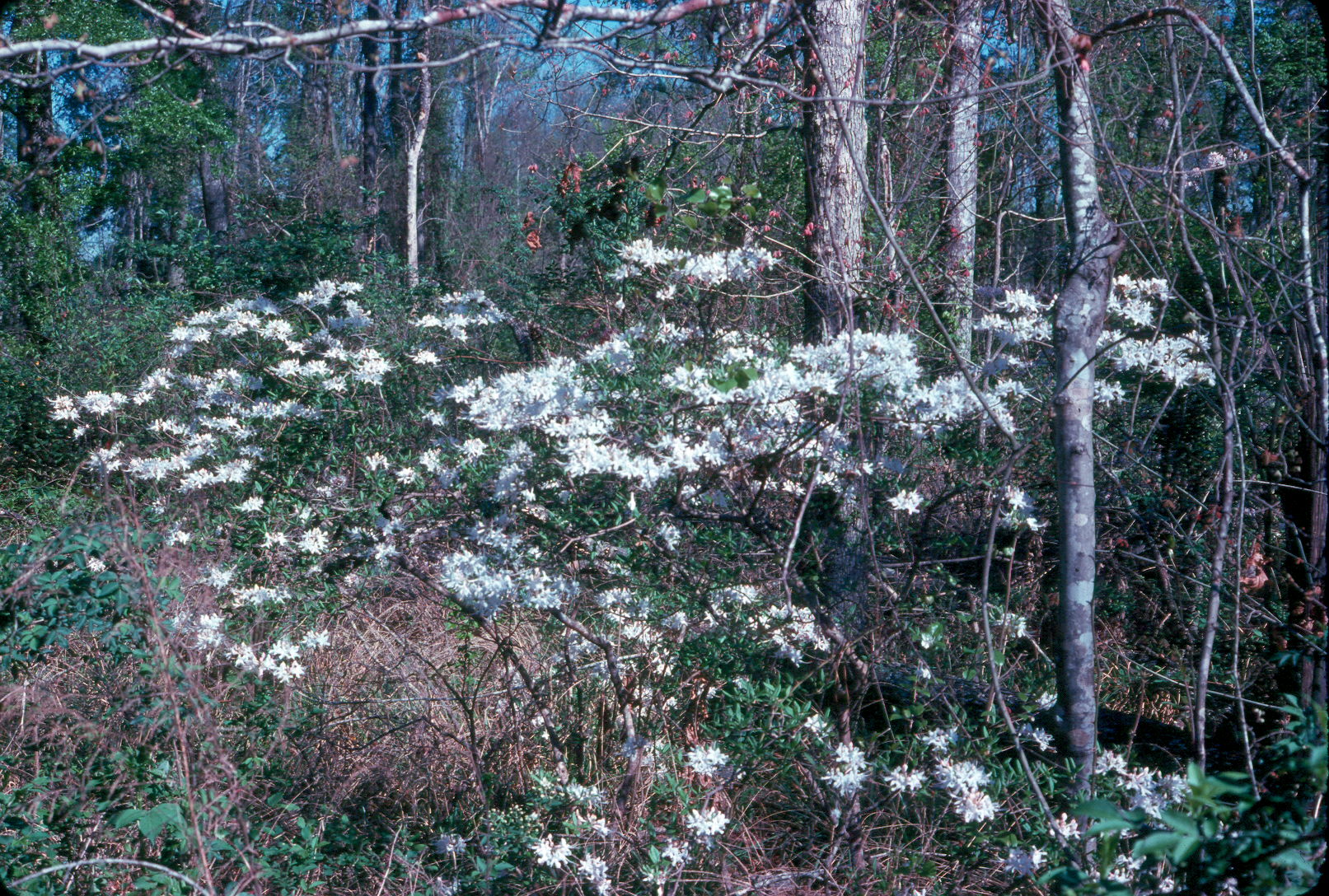 Rhododendron canescens / Honeysuckle Azalea