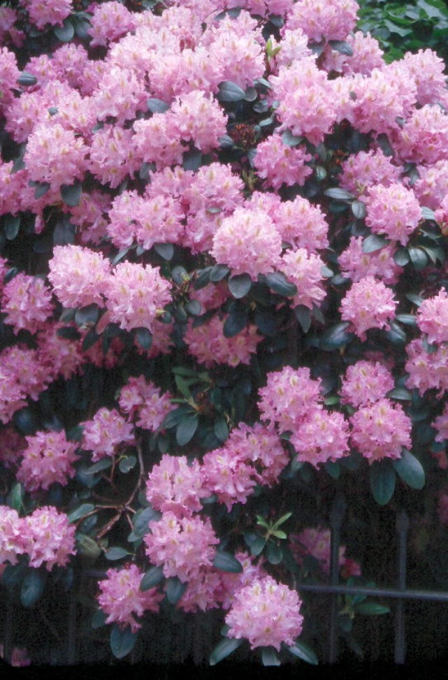 Rhododendron catawbiense  / Mountain Rosebay