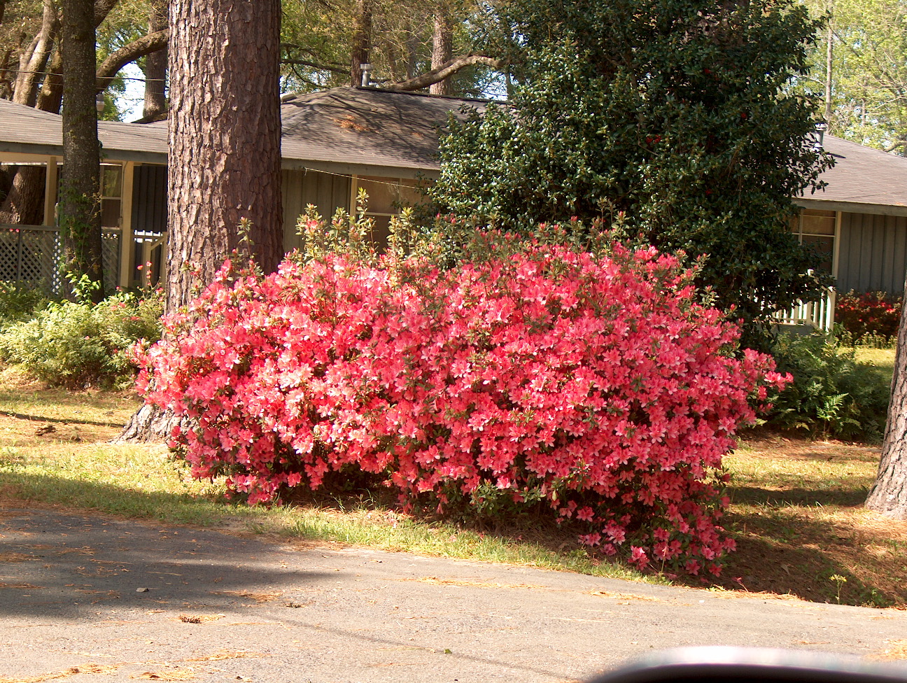 Rhododendron indicum 'Daphne Salmon'  / Daphne Salmon Azalea