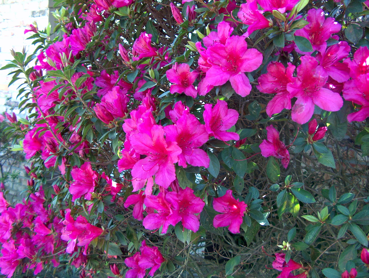 Rhododendron indicum 'Dixie Beauty'  / Rhododendron indicum 'Dixie Beauty' 