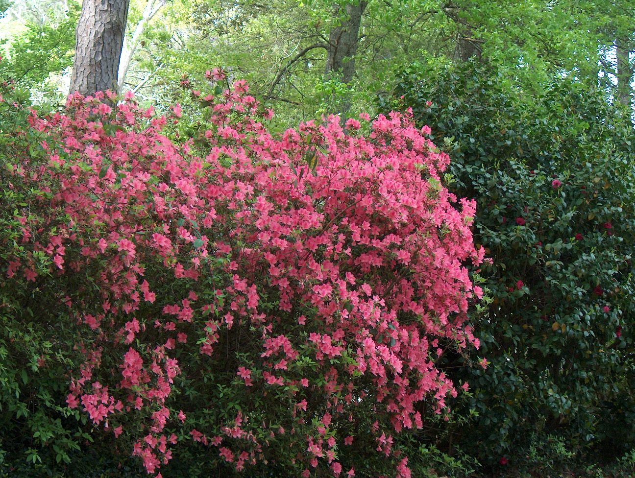 Rhododendron indicum 'Duc de Rohan' / Duc de Rohan Azalea