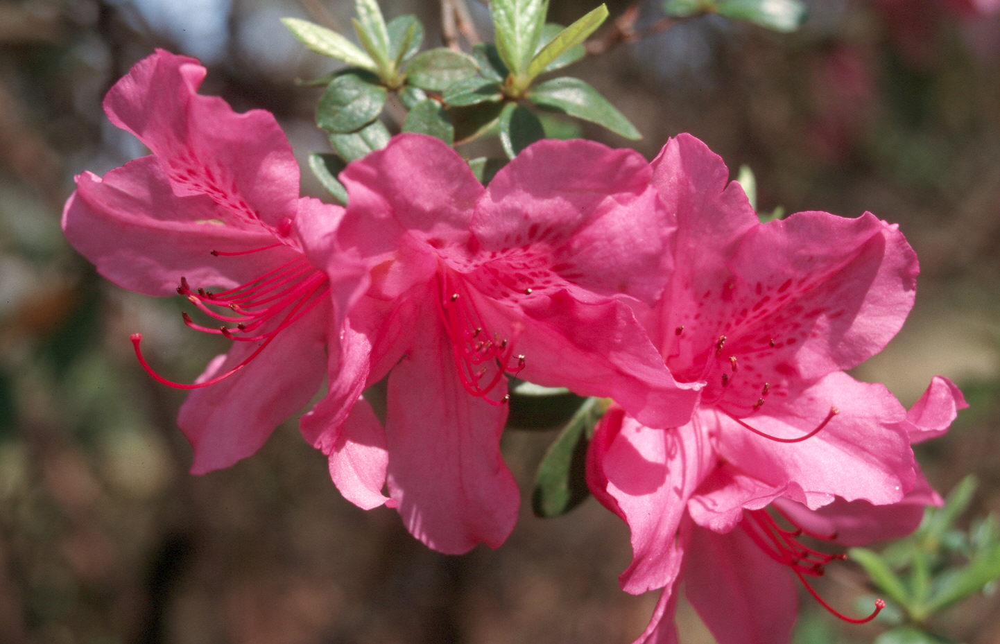 Rhododendron indicum 'Elegans'  / Elegans Azalea