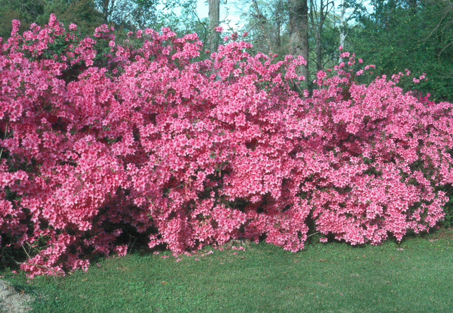 Rhododendron indicum 'Fisher Pink'  / Fisher Pink Azalea