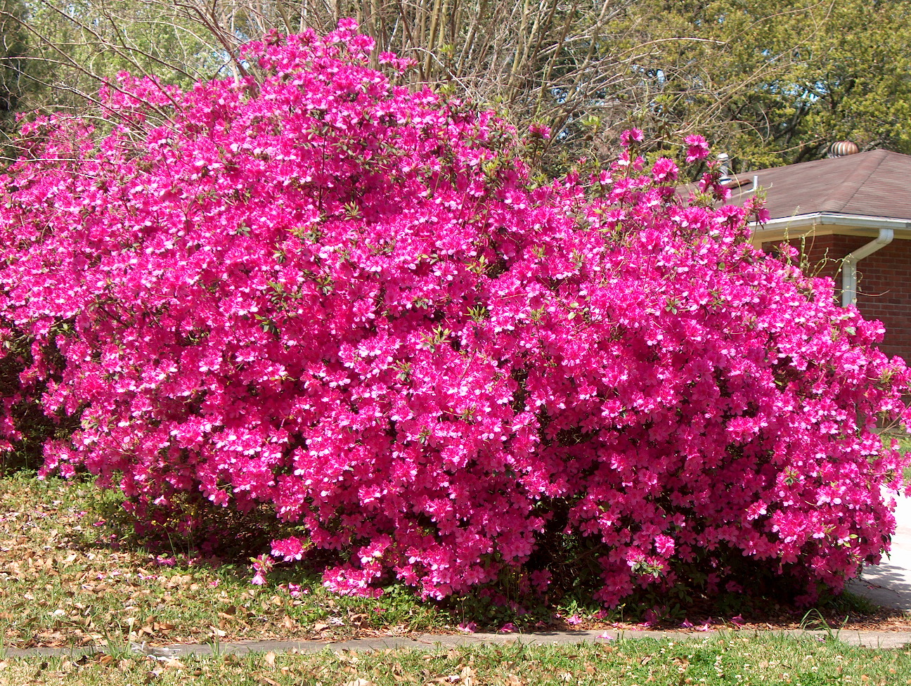 Rhododendron indicum 'Formosa'  / Rhododendron indicum 'Formosa' 