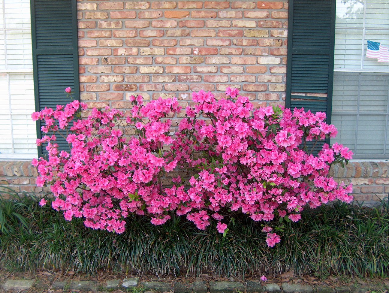 Rhododendron indicum 'Judge Solomon' / Judge Solomon Azalea