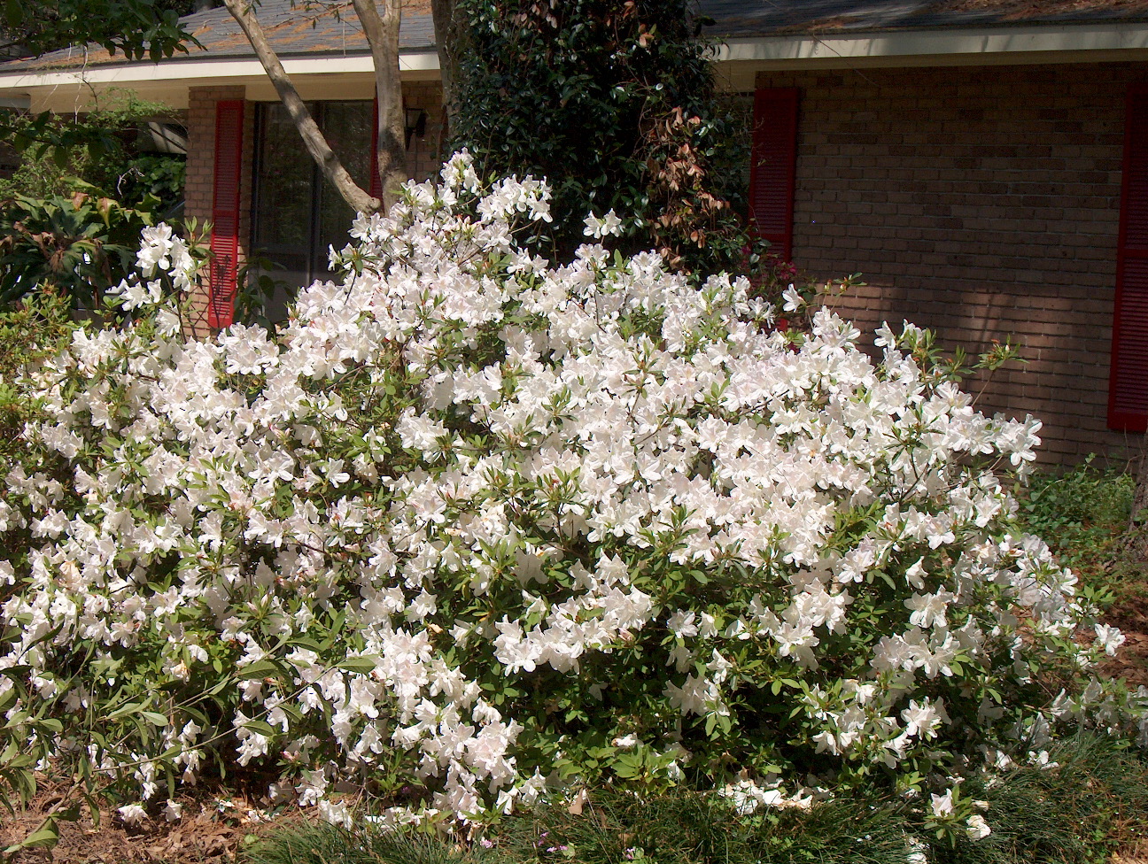 Rhododendron indicum 'Mrs. G.G. Gerbing' / Rhododendron indicum 'Mrs. G.G. Gerbing'