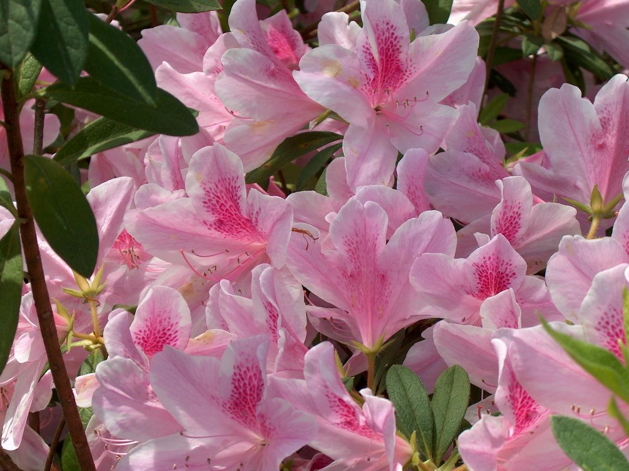 Rhododendron indicum 'Mrs. George Lindley Tabor'  / Mrs. George Lindley Tabor Azalea