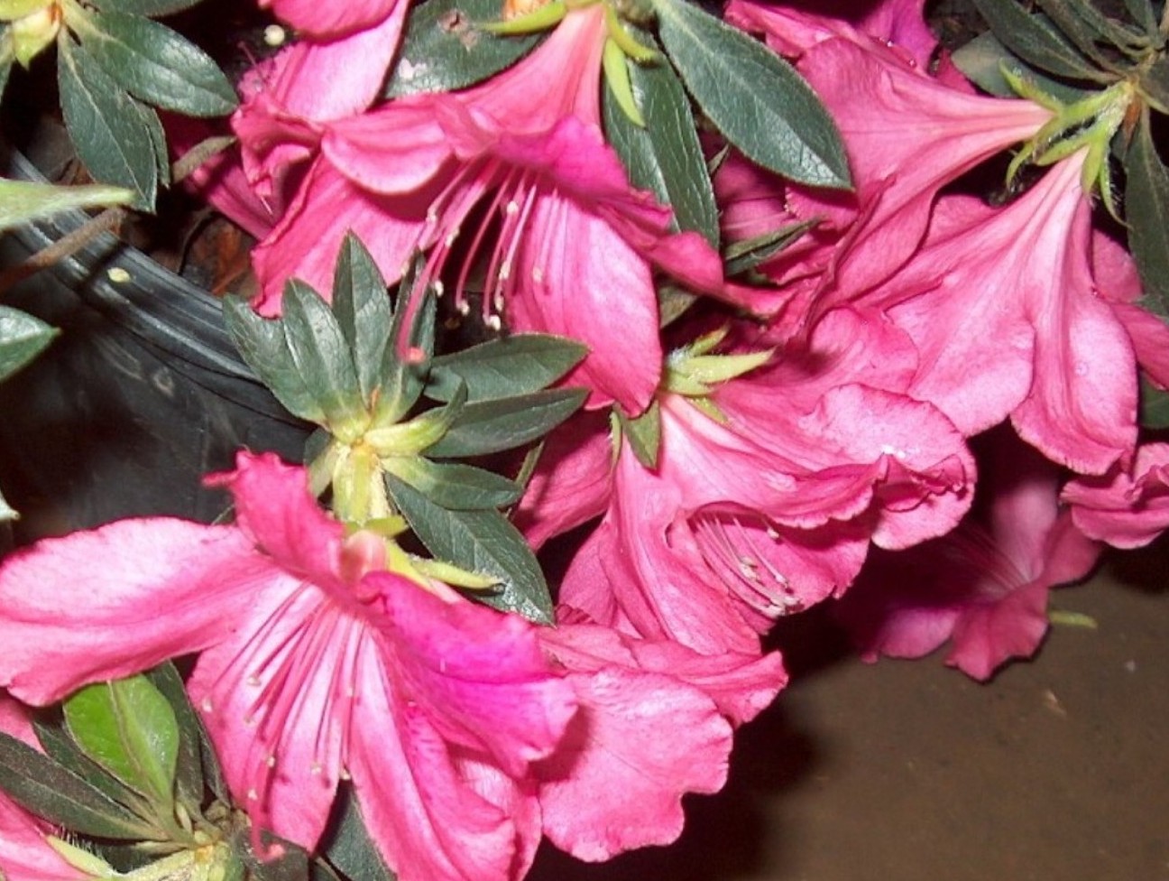 Rhododendron indicum 'Pink Formosa' / Pink Formosa Azalea
