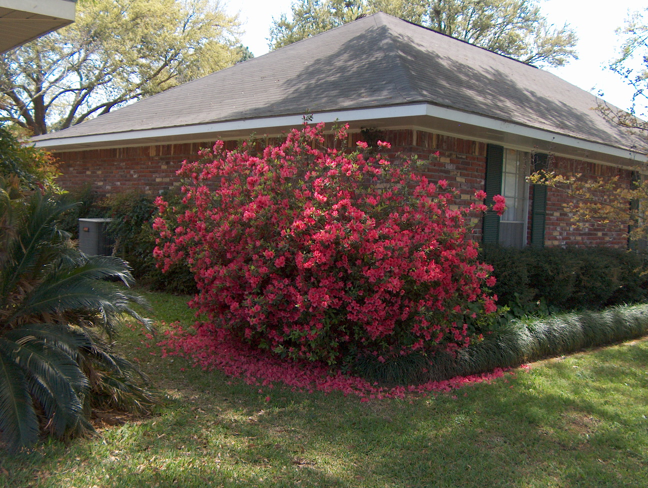 Rhododendron indicum 'President Claey'  / President Clay Azalea