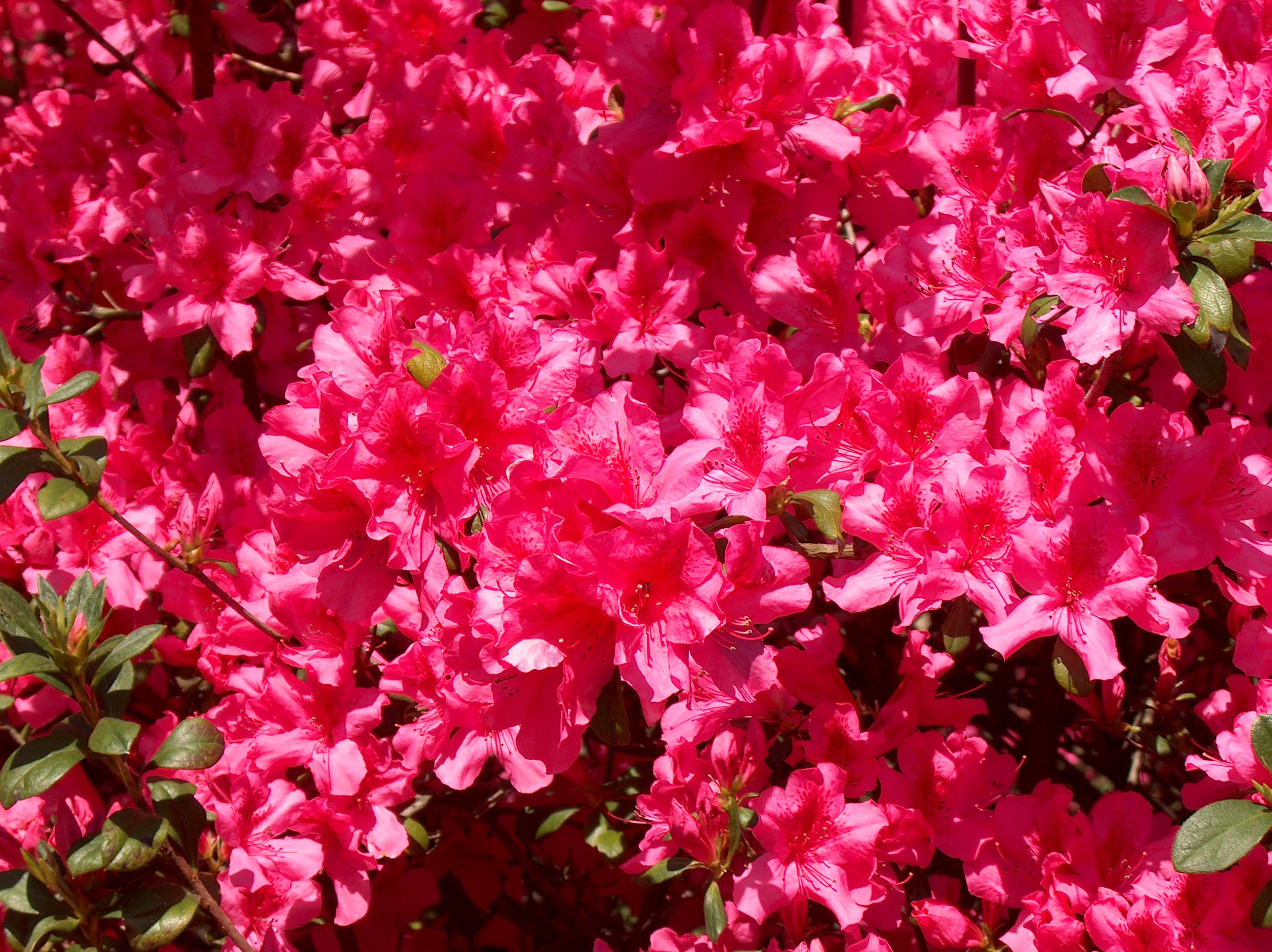 Rhododendron indicum 'Pride of Mobile' / Pride of Mobile Azalea