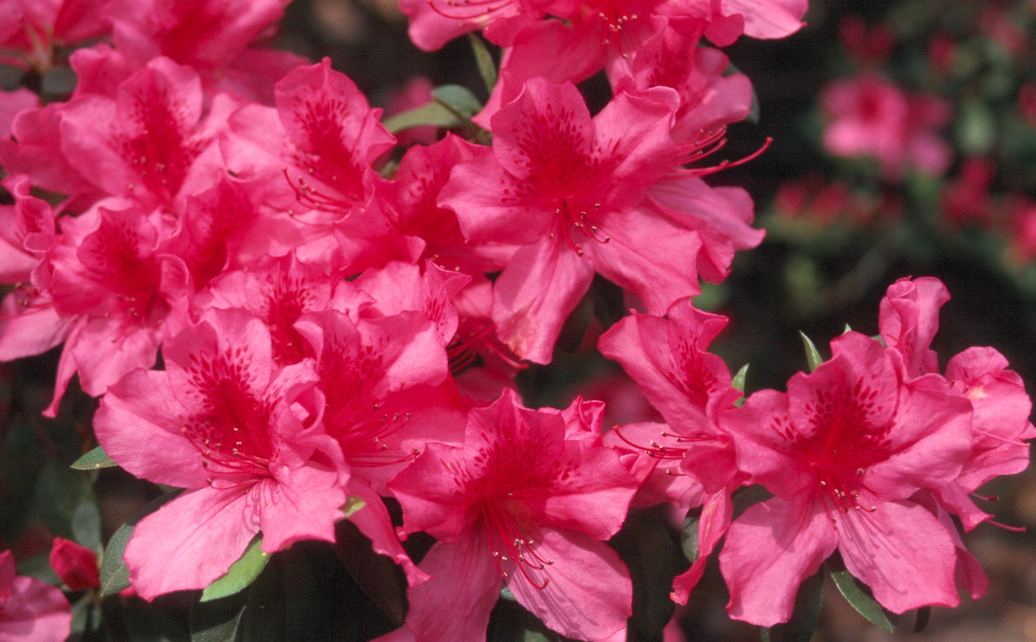 Rhododendron indicum 'Southern Charm'  / Southern Charm Azalea