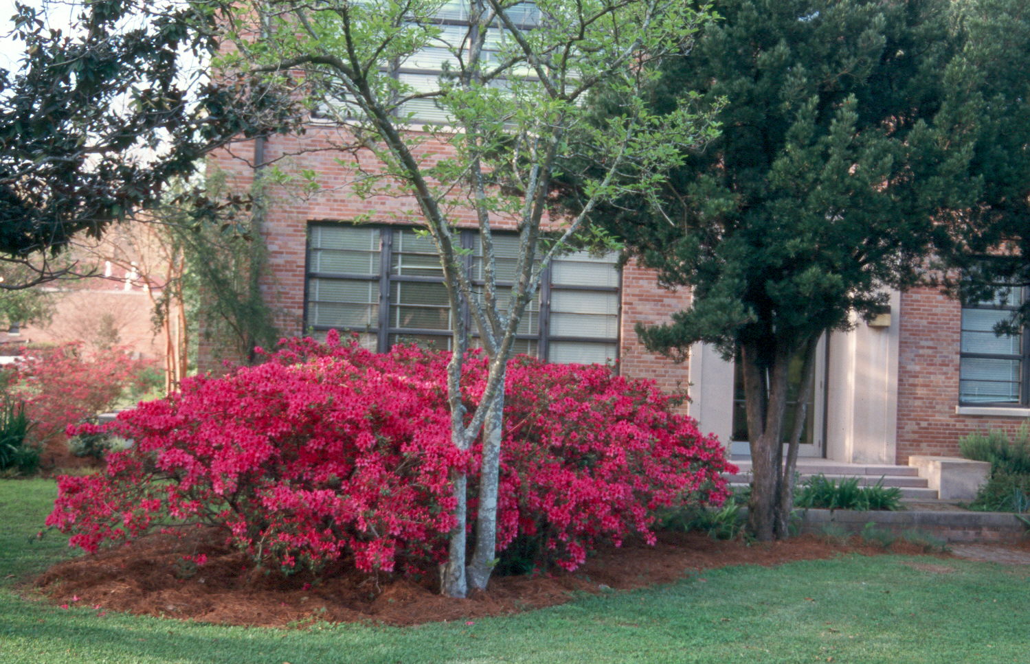 Rhododendron indicum / Rhododendron indicum