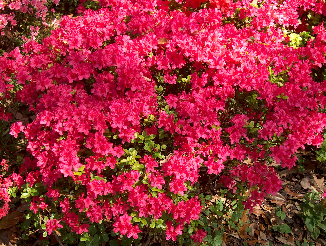 Rhododendron obtusum 'Christmas Cheer'  / Christmas Cheer Azalea