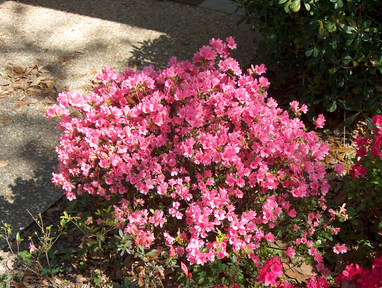 Rhododendron obtusum 'Coral Bells'  / Rhododendron obtusum 'Coral Bells' 