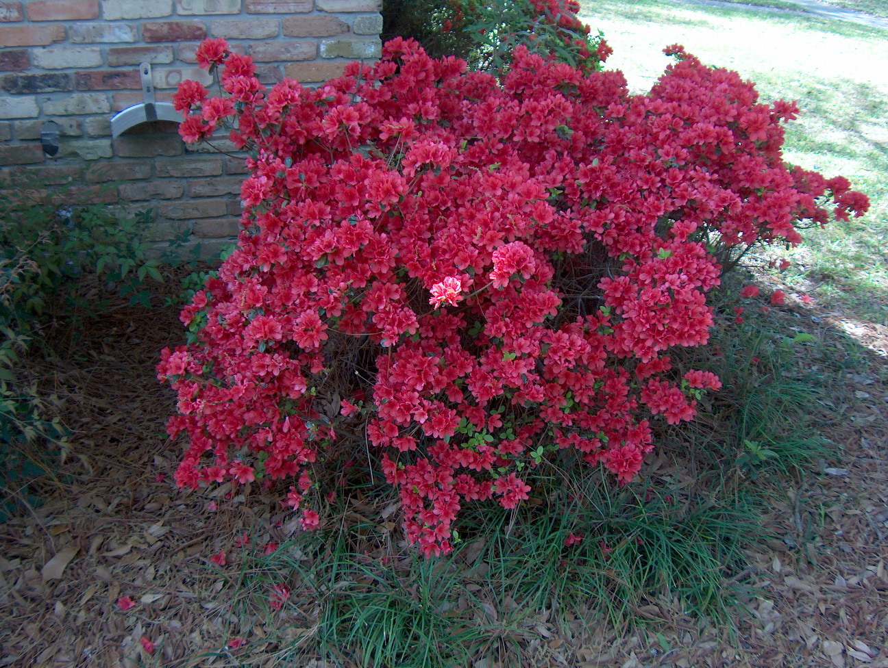 Rhododendron obtusum 'Hinodegiri'  / Hinodegiri Azalea