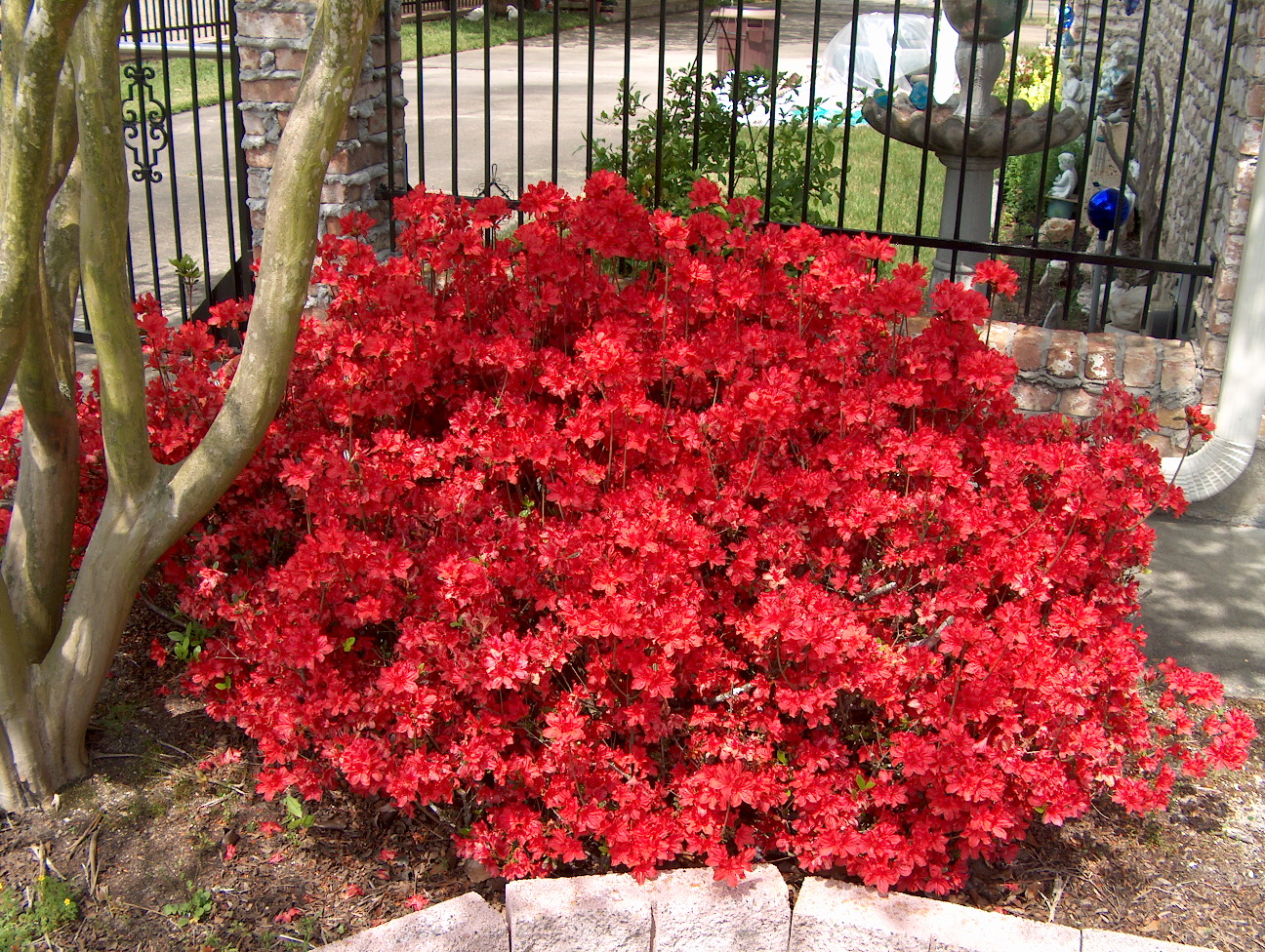 Rhododendron obtusum Kurume / Krume Azalea