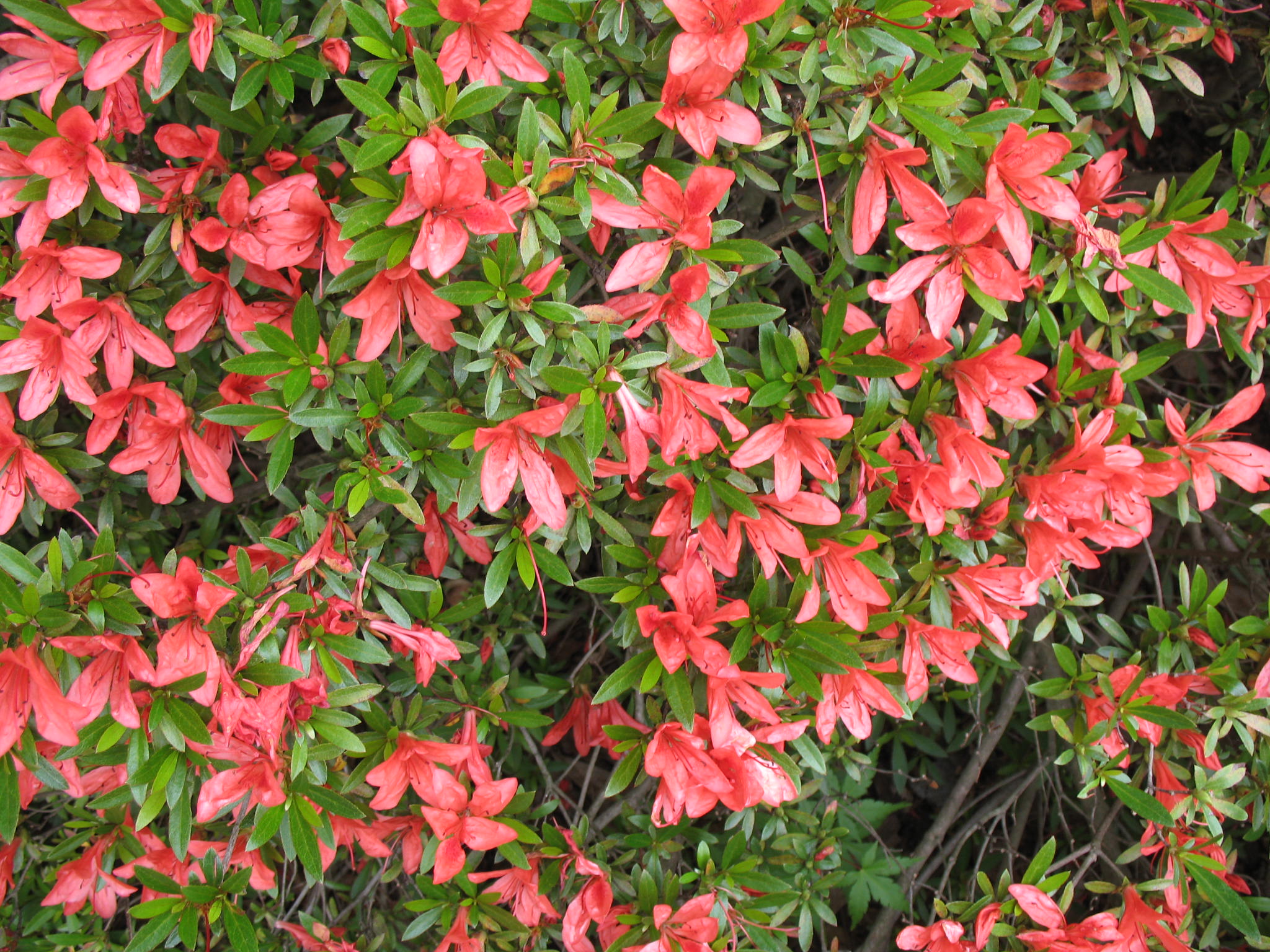 Rhododendron polypetalum  / Rhododendron polypetalum 