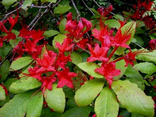 Rhododendron prunifolium / Plumleaf Azalea