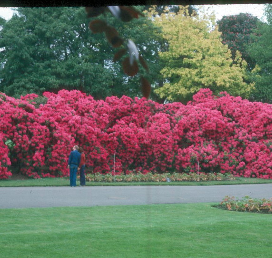 Rhododendron species  / Rhododendron species 