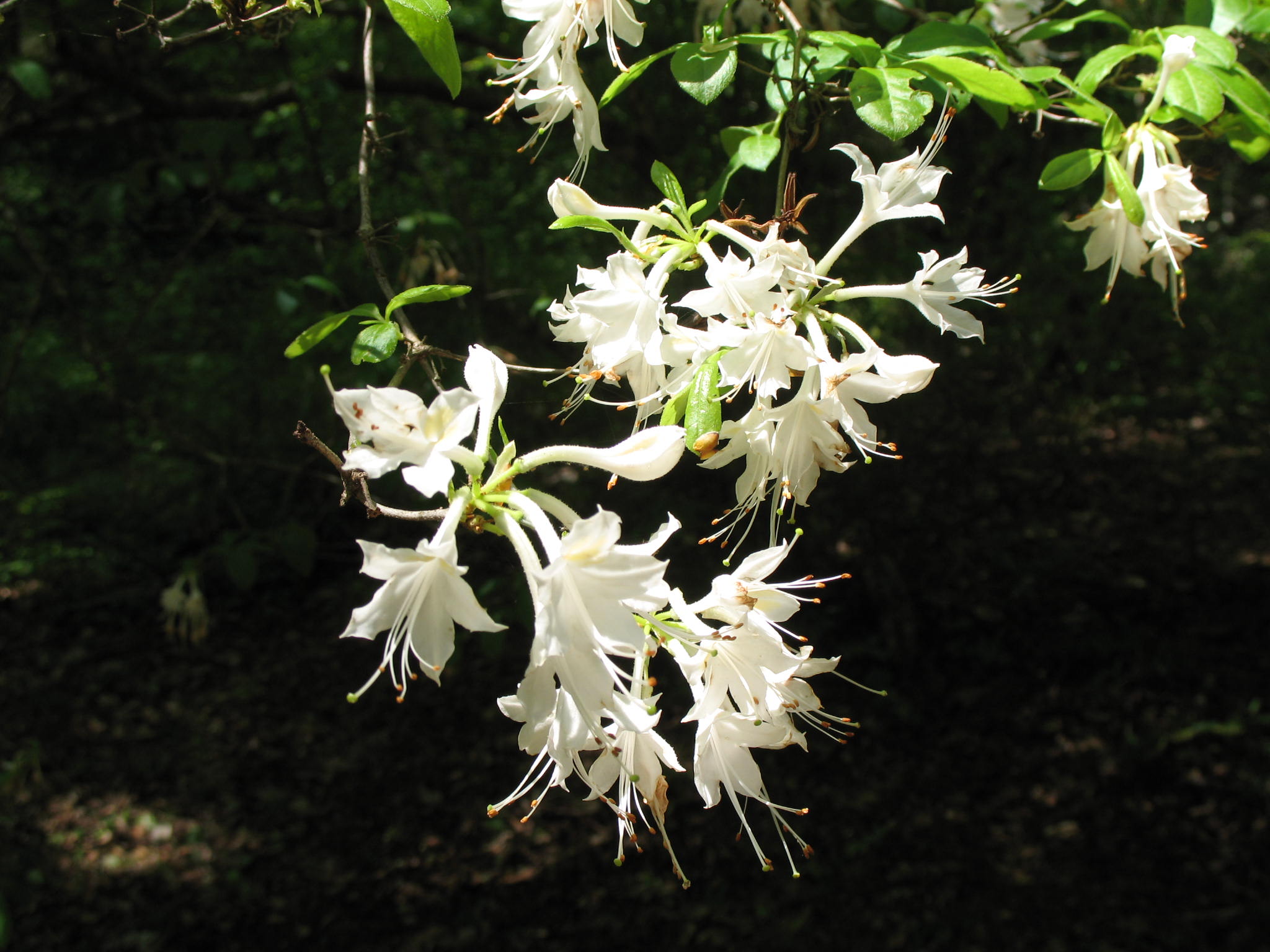 Rhododendron viscosum  / Rhododendron viscosum 