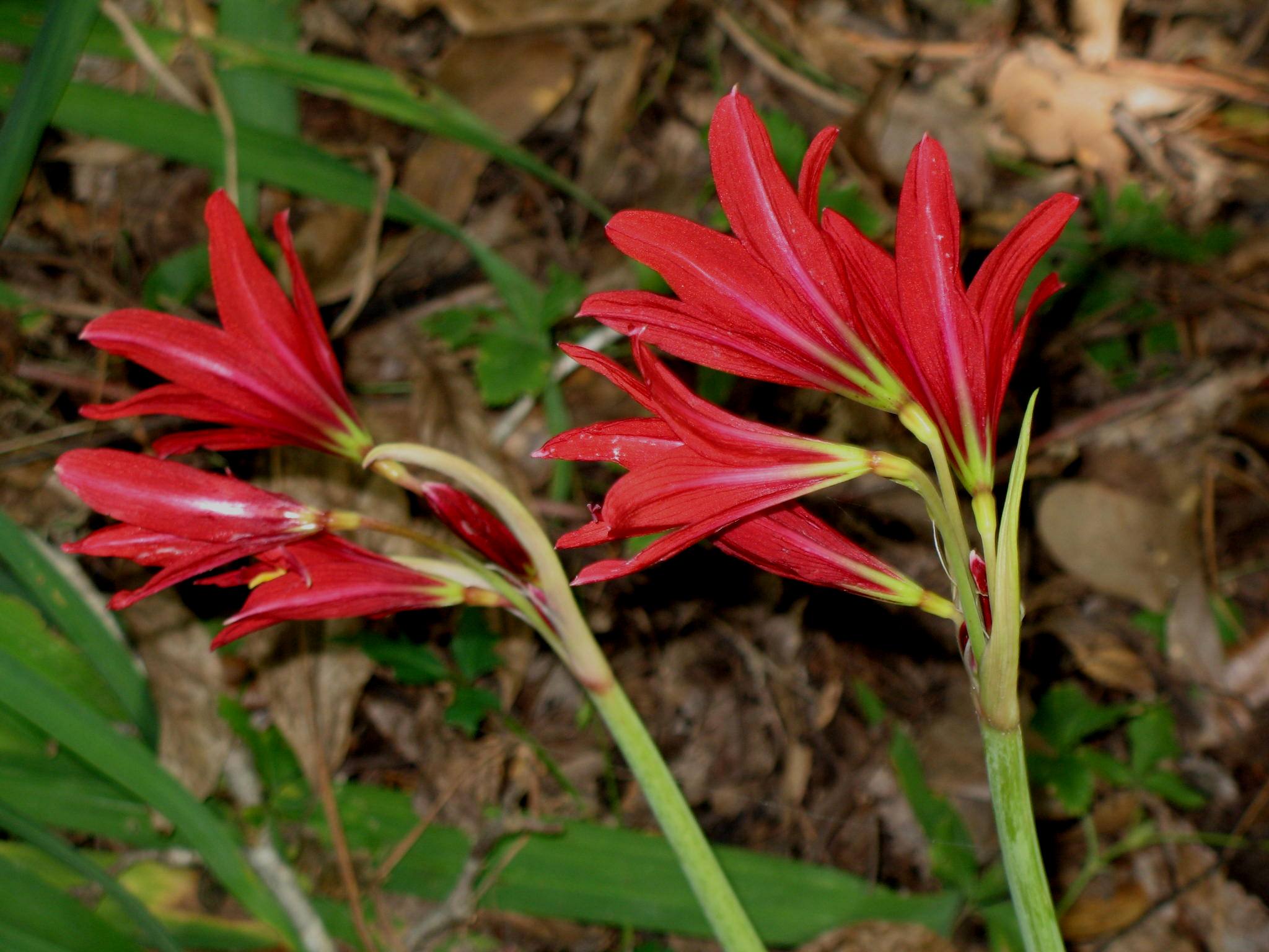 Rhodophiala bifida / Oxblood Lily