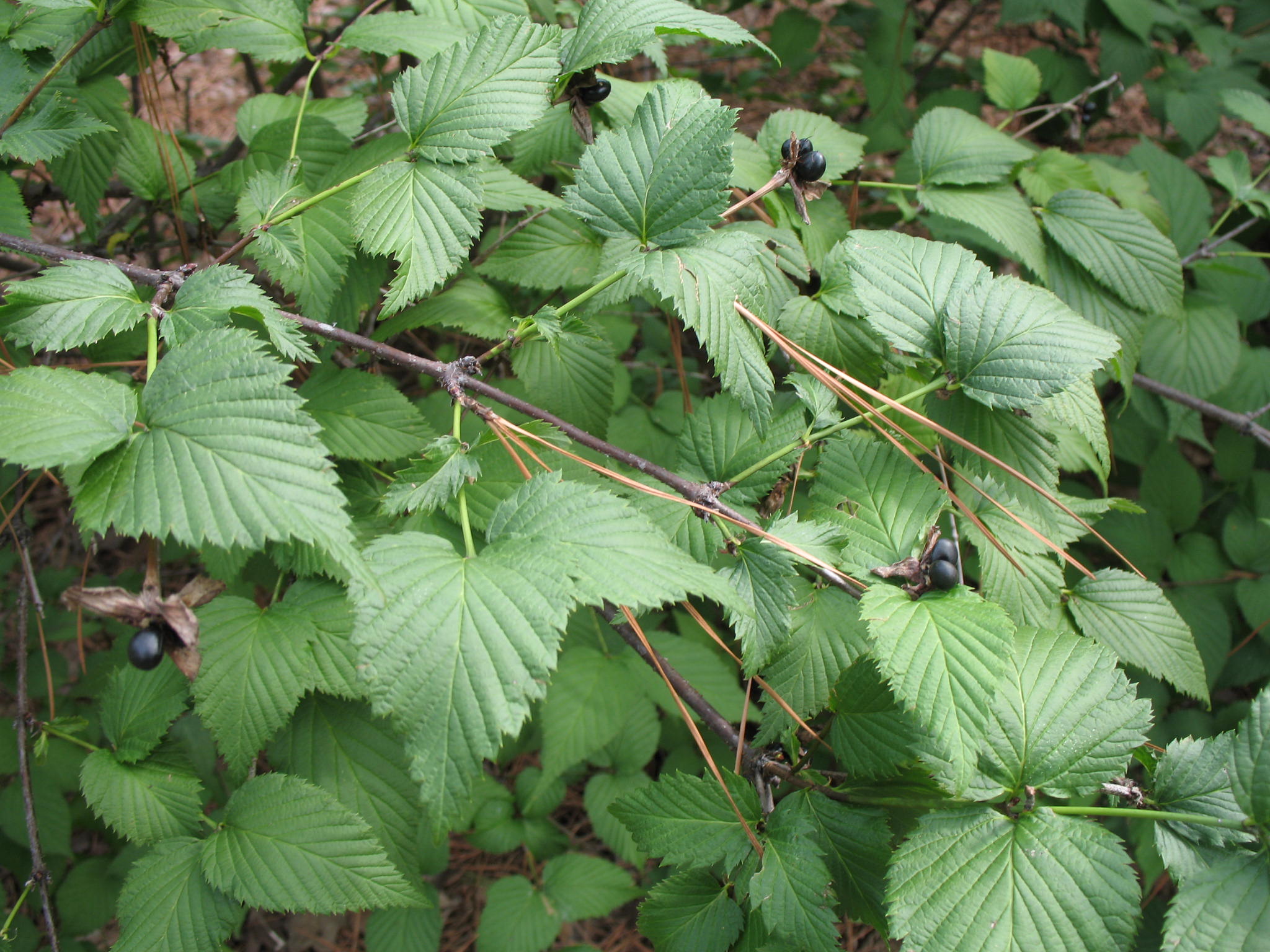 Rhodotypos scandens   / Black Jetbead